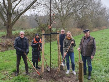 Permalink zu: Der Heimatverein pflanzte den Baumes des Jahres 2025 – “ Die Roteiche „